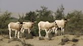 The Critically Endangered Addax Can Survive Without Water