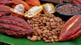 Productores de cacao buscan más exportación vía rueda de negocios