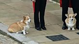 Sarah Ferguson just shared lots of new photos of the late Queen's corgis
