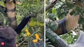 12-foot venomous cobra rescued from Karnataka house, released into the wild