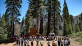 To Protect Giant Sequoias, They Lit a Fire