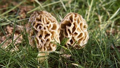 DNR releases morel mushroom hunting map: Best spots to find them