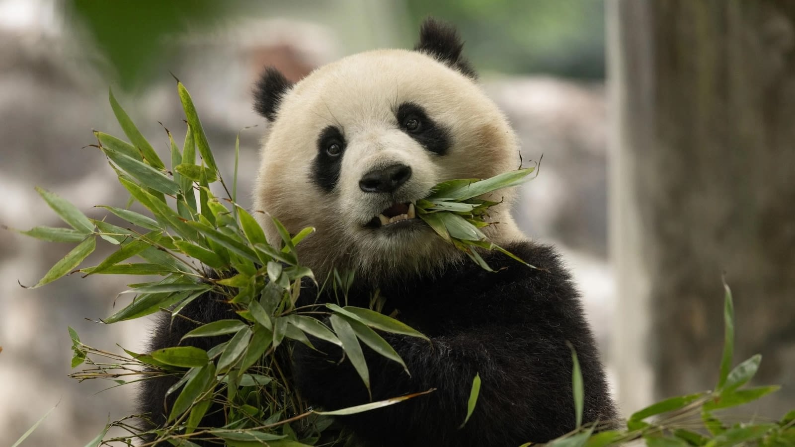 2 new giant pandas coming to the National Zoo from China