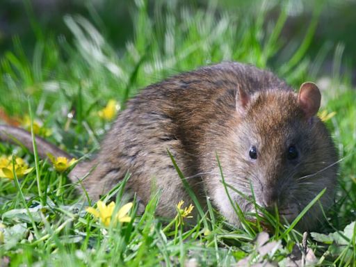 Rats will not enter gardens that have four plants theses pests can’t stand