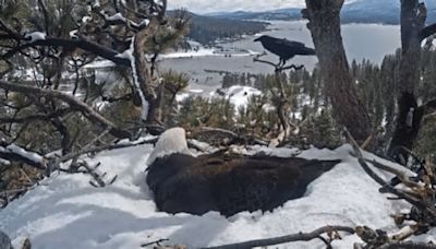 Big Bear bald eagle fends off unwanted visitor as experts wait for nest to be vacated