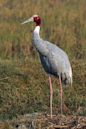 Sarus crane