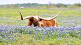 Texas flowers go wild: After two tough springs, roadside color returned