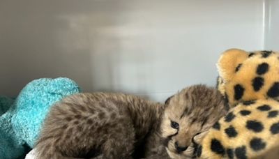 Cincinnati Zoo cheetah ‘adopts’ singleton cub to her litter