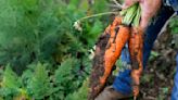 Fuertes lluvias ponen en riesgo producción de hortalizas y vegetales