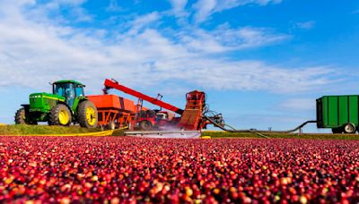 Winding cranberry highway: Wisconsin towns put spotlight on the crimson fruit