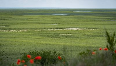 Deer and boar could roam forests in the Kakhovka reservoir in five years, head of national reserve says