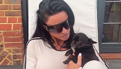 Katie Price slammed for sharing cruel horse video - after eight of her pets died