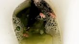 Couple are scared to go to the loo after rat climbed from the toilet