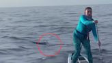 Watch a Stealthy Hammerhead Shark Circle Two Paddleboarders in the Atlantic Ocean