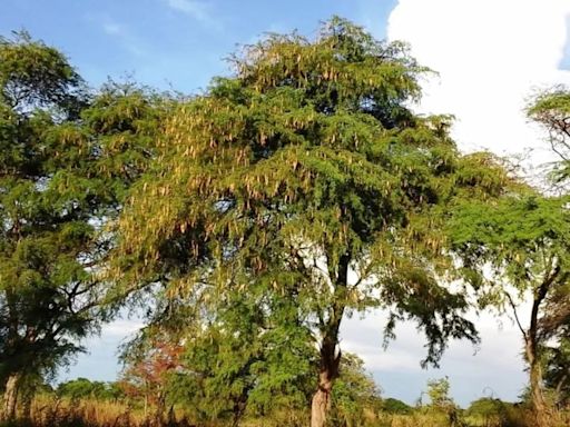 Algarrobo en peligro de extinción: la crisis silenciosa que amenaza al norte peruano