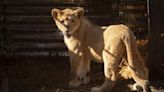 Freya the rescued lion cub is safe in South Africa, but many other lions there are bred to be shot