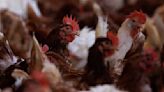 OMS confirma primer caso humano de influenza aviar AH5N2 en México; el paciente murió
