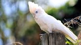 Throwback Video of Cockatoo 'Petting' Family's Puppy Is Such a Total Gem