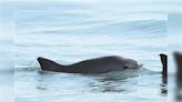 Vaquita marina: jóvenes de Baja California se convierten en los nuevos observadores comunitarios de la especie