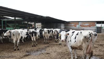 Dinamarca cobrará 100 euros al año por vaca a sus agricultores
