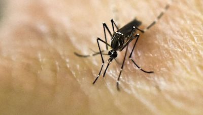 Dengue fever alert issued in Florida Keys after confirmed cases