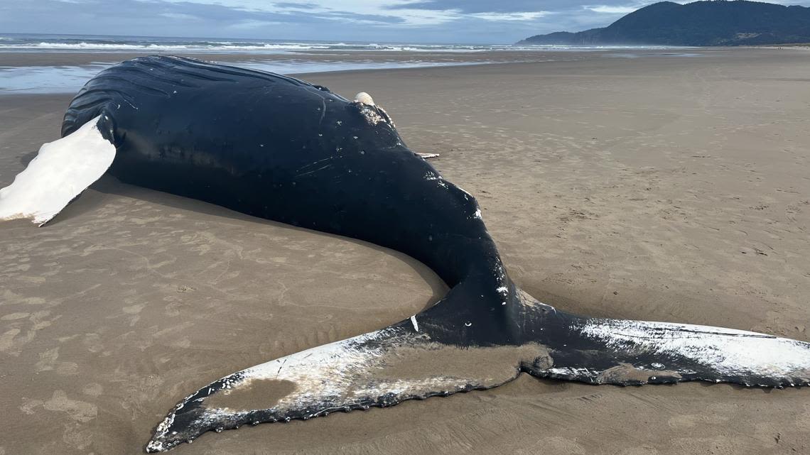 Dead humpback whale washes up on Oregon Coast