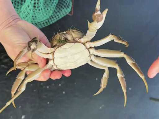 Consumers unwilling to shell out more as hairy crab prices tumble during China’s ‘golden week’