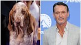 Tim McGraw's dog Lepshi, a bracco Italiano, won Best of Breed at the Westminster dog show