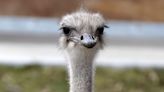 Ostrich at Topeka Zoo dies after swallowing a staffer’s keys