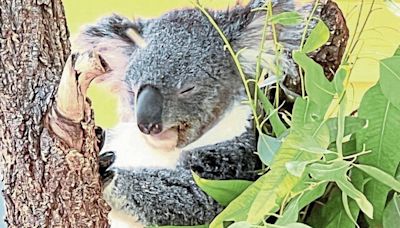 Daycation Destination: Mingle among the koalas of the Cleveland Metroparks Zoo