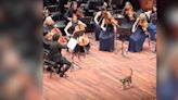 Cat steals the show during orchestra’s Beethoven performance
