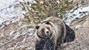 Shed Hunter Kills Charging Grizzly with a Handgun in Montana