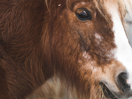 Mini Horse Saying Emotional Goodbye to His Mom Is Absolutely Heartbreaking