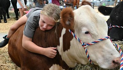 Where’s the beef? 4-Hers ready to show and sell cattle at Carroll County fair