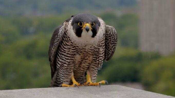 Fastest birds: Mass. Wildlife officials attach ID bands to peregrine falcon chicks