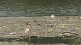 'It is noticeable' | Here's why there's so much trash and debris in Lady Bird Lake recently