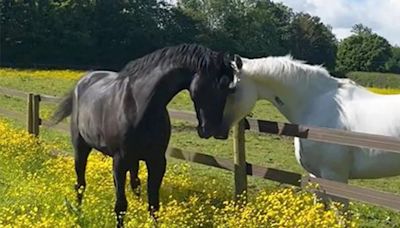 Retorno triunfal: tres caballos heridos durante caótico episodio en Londres se preparan para el desfile del rey