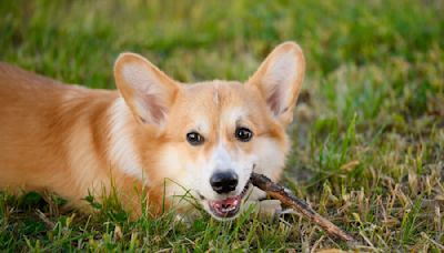 Corgi Carrying Humongous Branch Looks Just Like a Walking Bush