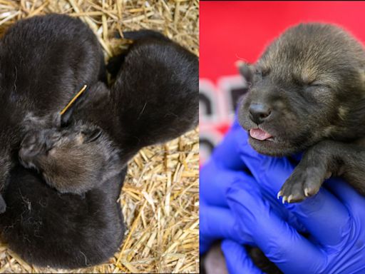 ‘Howlelujah!’ – 3 new critically endangered red wolves born and thriving at NC State’s College of Veterinary Medicine