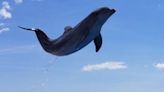 Marineland dolphin Tocoi turns 16