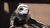 Saint Louis Zoo bids farewell to long term resident, Boris the cinereous vulture