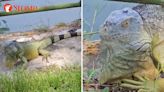 This video of Stomper getting closer and closer to huge iguana will make you nervous