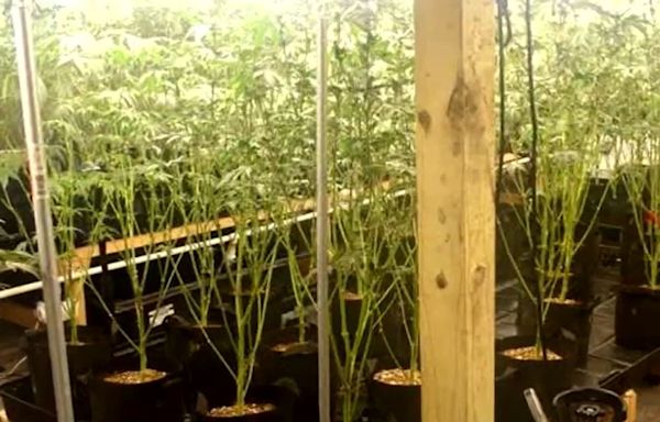 Sen. King says illegal marijuana grows in Maine likely linked to Chinese Communist Party