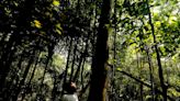 Tropical forests may be warming to a point where plant photosynthesis fails, study warns