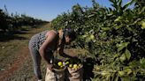 High orange juice prices may be on the table for a while due to disease and extreme weather | Chattanooga Times Free Press