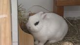 Using a bunny to encourage reading at Columbus libraries