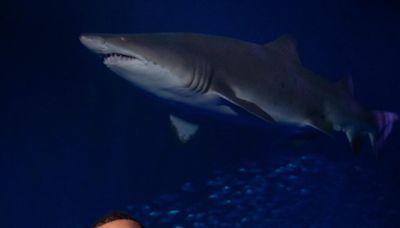 Georgia Aquarium CEO passes away; ‘limited operations’ as staff mourns loss