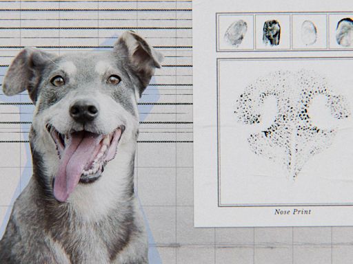 Stream It Or Skip It: ‘Inside the Mind of a Dog’ on Netflix, the canine-brain documentary that's as fascinating as it sounds