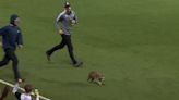 "¡Esto es entretenimiento!" Un mapache anima un partido de la MLS y los narradores se parten de risa
