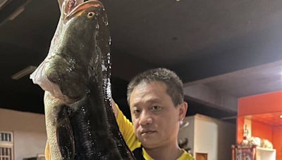 日月潭183公分大魚虎「膚色」變黑 除虎達人黃小四：抱卵中